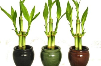 KL Design & Import – 3 Colors Bamboo Style Mini Ceramic Vases and total 9 Stalks of Lucky Bamboo